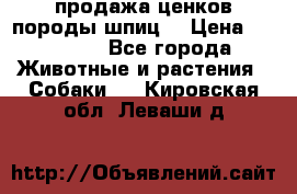 продажа ценков породы шпиц  › Цена ­ 35 000 - Все города Животные и растения » Собаки   . Кировская обл.,Леваши д.